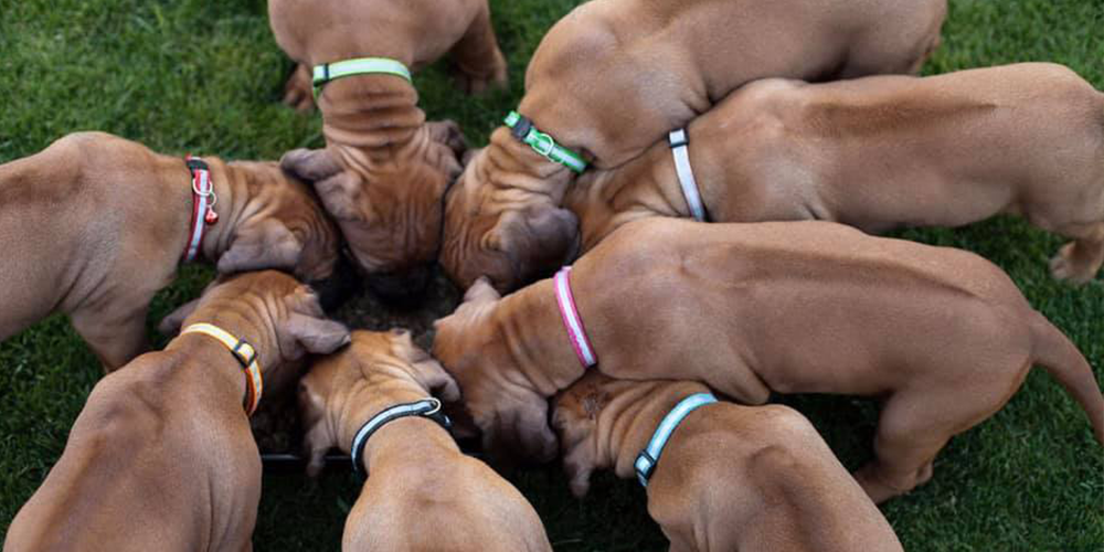 rhodesian ridgeback angry